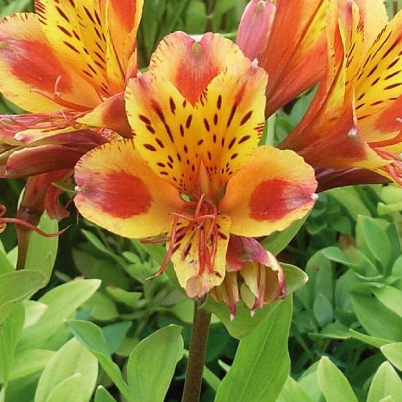 Alstroemeria Inca Exotica - Inkalilie (Blüte)