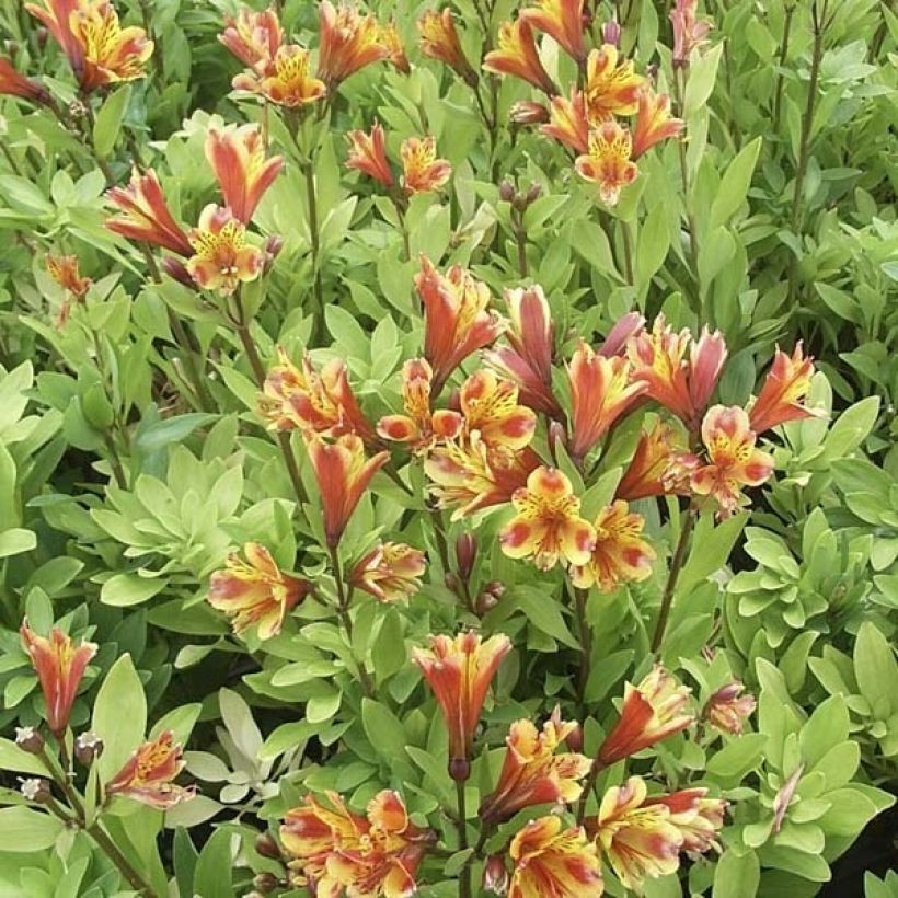 Alstroemeria Inca Exotica - Inkalilie (Wuchs)