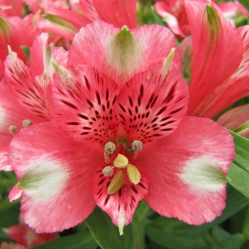 Alstroemeria Pitchounes Chloé - Inkalilie (Flowering)