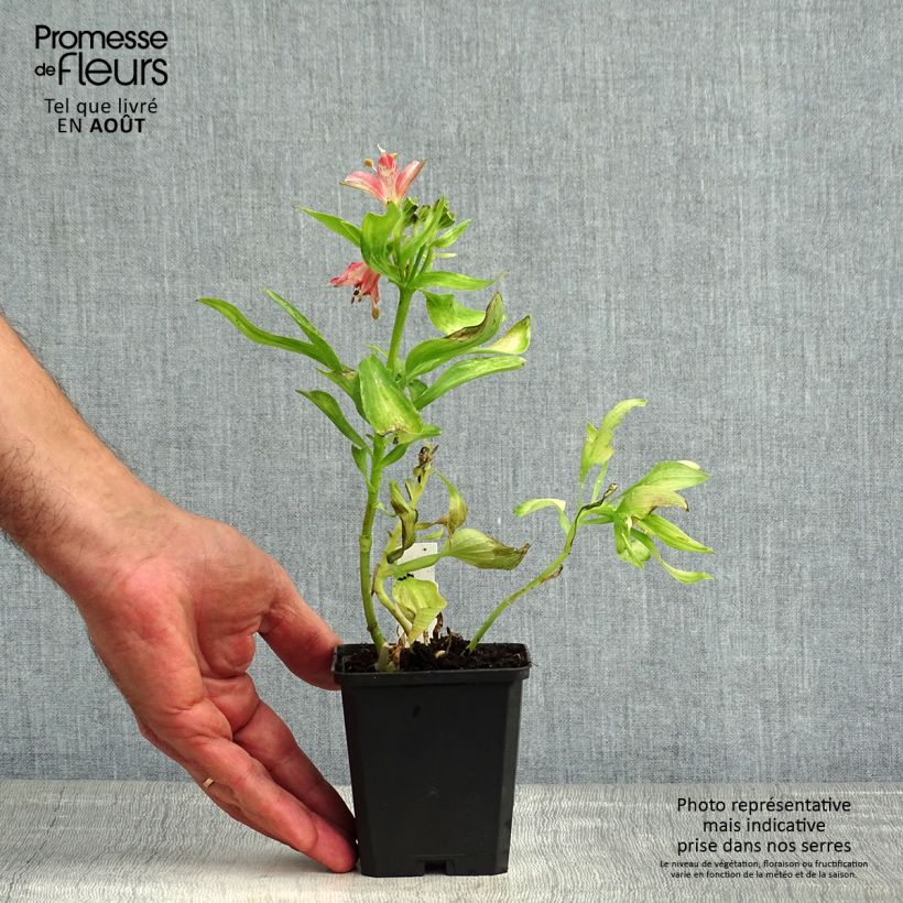 Example of Alstroemeria Pitchounes Chloé - Inkalilie Kleine Töpfe von 8/9 cm as you get in ete