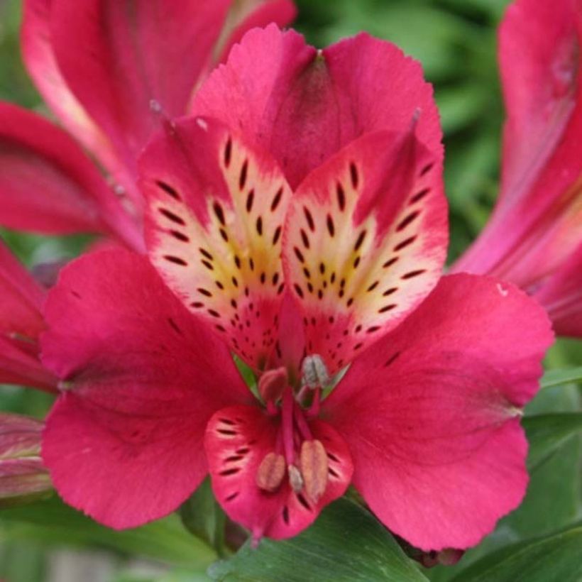 Alstroemeria Pitchounes Gaspard - Inkalilie (Flowering)