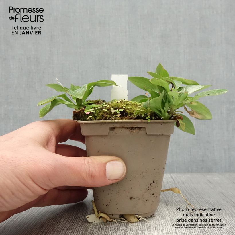 Exemplar von Alstroemeria Pitchounes Gaspard - Inkalilie Kleine Töpfe von 8/9 cm wie im Winter geliefert