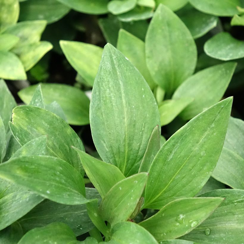 Alstroemeria Pitchounes Gaspard - Inkalilie (Foliage)