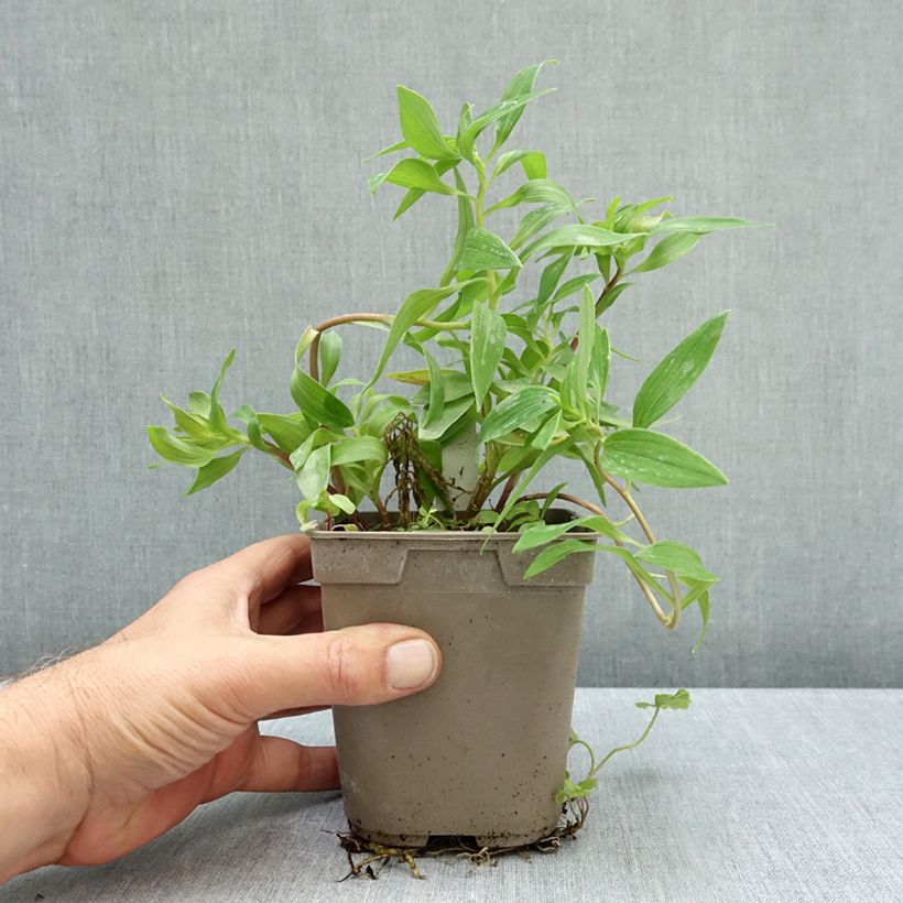 Exemplar von Alstroemeria Pitchounes Gaspard - Inkalilie Topf mit 1L/1,5L wie im Herbst geliefert
