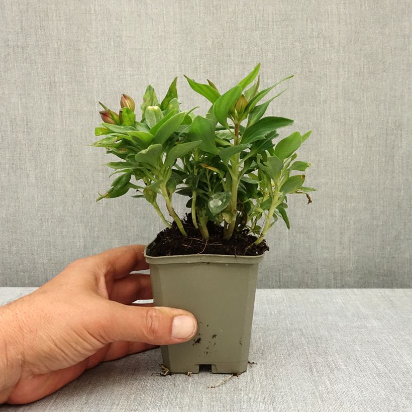 Exemplar von Alstroemeria Pitchounes Lily Rose - Inkalilie Kleine Töpfe von 8/9 cm wie im Frühjahr geliefert