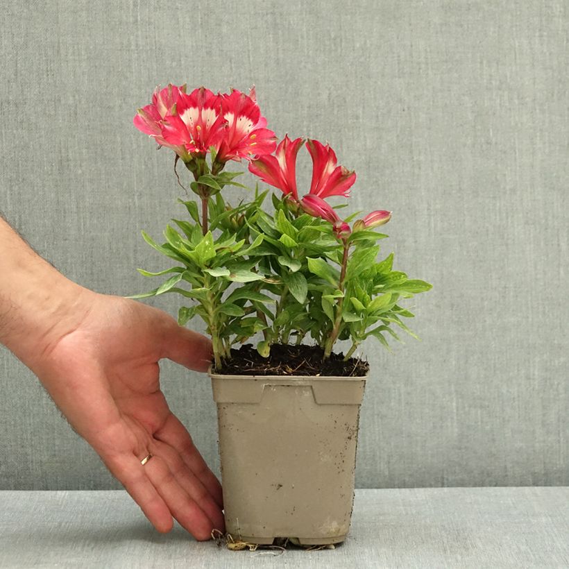 Exemplar von Alstroemeria Pitchounes Lily Rose - Inkalilie Topf mit 1L/1,5L wie im Sommer geliefert