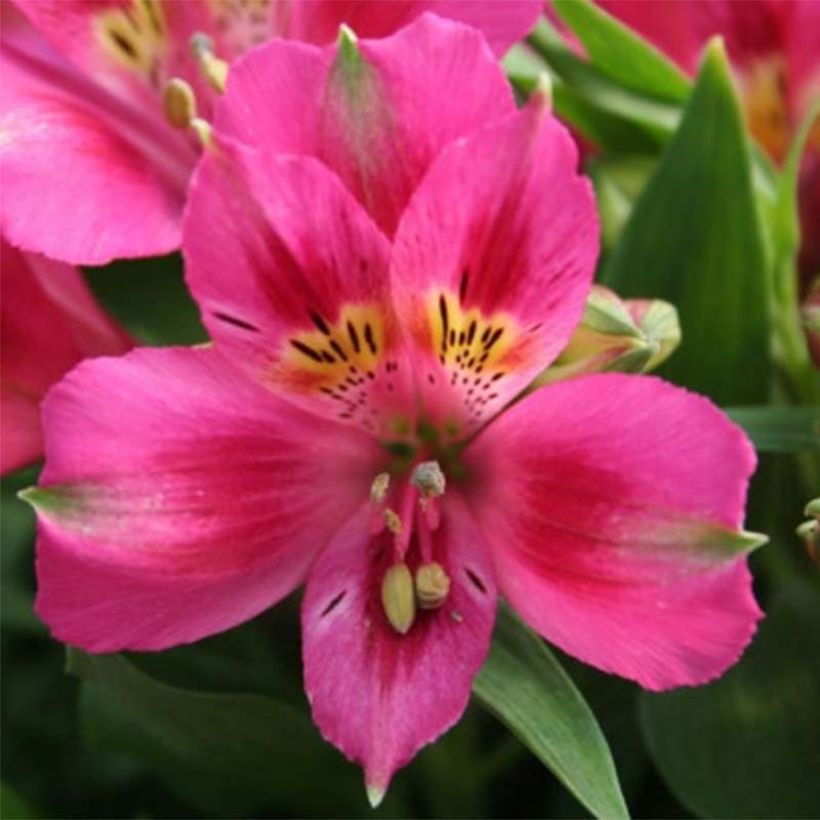 Alstroemeria Pitchounes Lola - Inkalilie (Flowering)