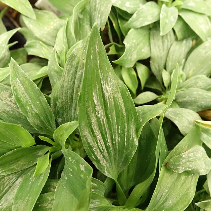 Alstroemeria Pitchounes Lola - Inkalilie (Foliage)