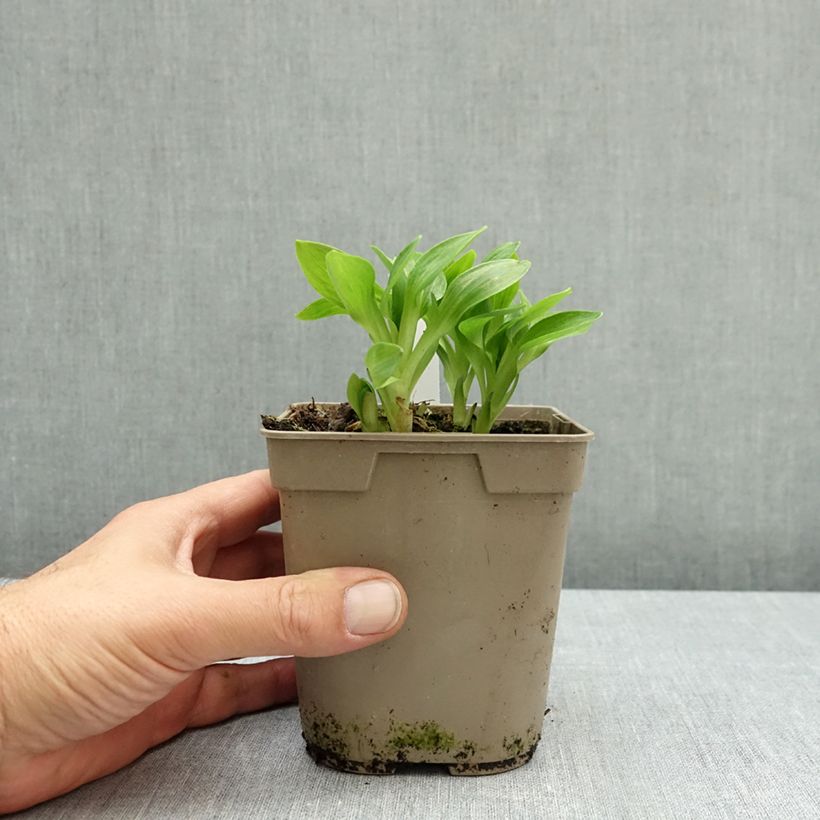 Exemplar von Alstroemeria Pitchounes Lola - Inkalilie Topf mit 1L/1,5L wie im Herbst geliefert