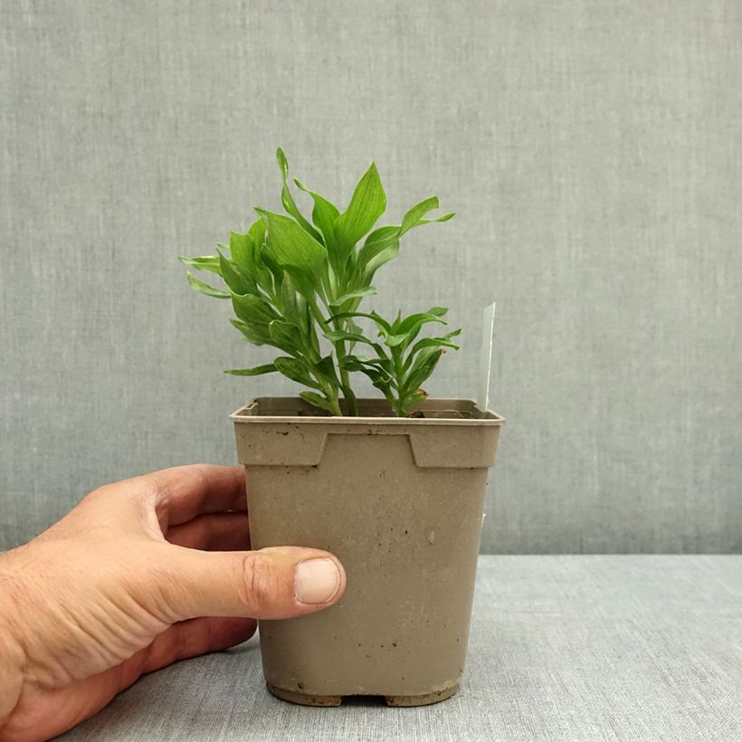 Exemplar von Alstroemeria Pitchounes Lola - Inkalilie Topf mit 1L/1,5L wie im Sommer geliefert