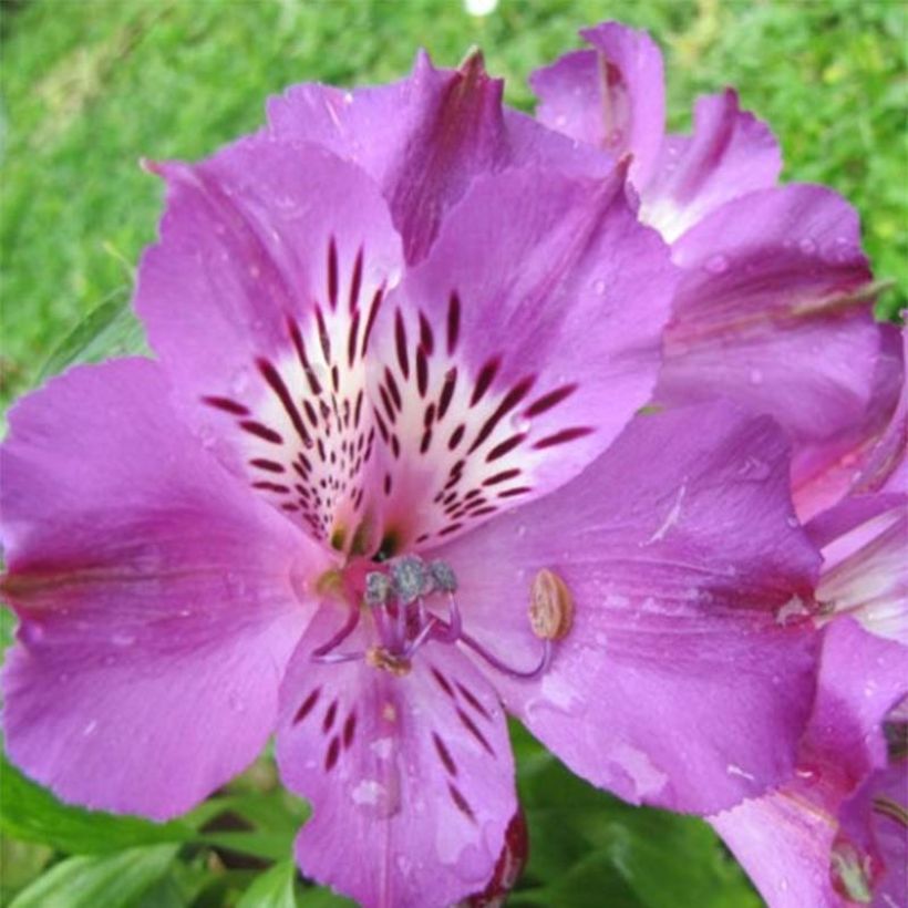 Alstroemeria Pitchounes Lucas - Inkalilie (Flowering)