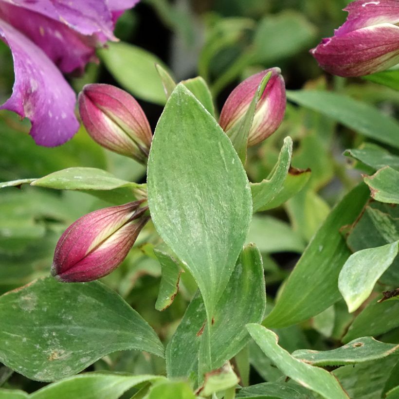 Alstroemeria Pitchounes Lucas - Inkalilie (Foliage)