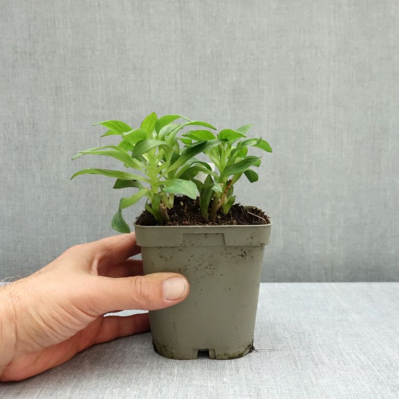 Exemplar von Alstroemeria Pitchounes Lucas - Inkalilie Topf mit 1L/1,5L wie im Herbst geliefert