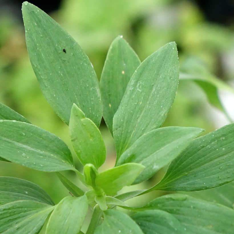 Alstroemeria Pitchounes Noah - Inkalilie (Laub)
