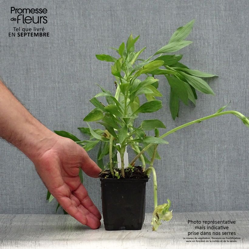 Example of Alstroemeria Pitchounes Oceane - Inkalilie Kleine Töpfe von 8/9 cm as you get in automne