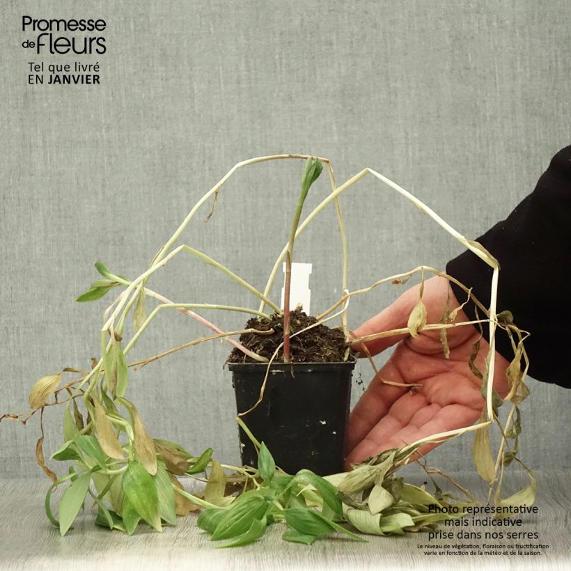 Exemplar von Alstroemeria Pitchounes Oceane - Inkalilie Kleine Töpfe von 8/9 cm wie im Winter geliefert