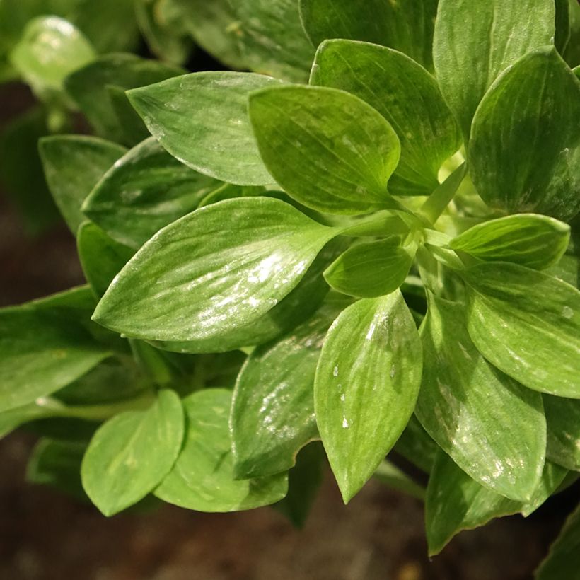 Alstroemeria Pitchounes Rosie - Inkalilie (Foliage)