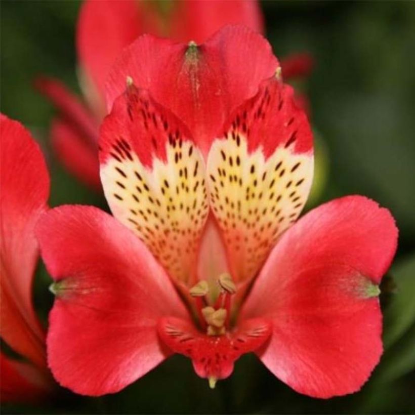 Alstroemeria Pitchounes Stella - Inkalilie (Flowering)