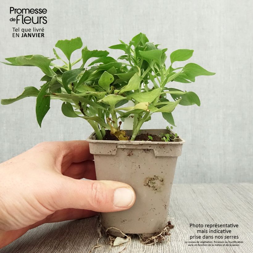 Exemplar von Alstroemeria Pitchounes Stella - Inkalilie Kleine Töpfe von 8/9 cm wie im Winter geliefert