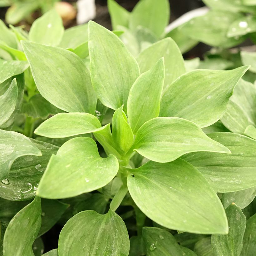 Alstroemeria Pitchounes Stella - Inkalilie (Foliage)