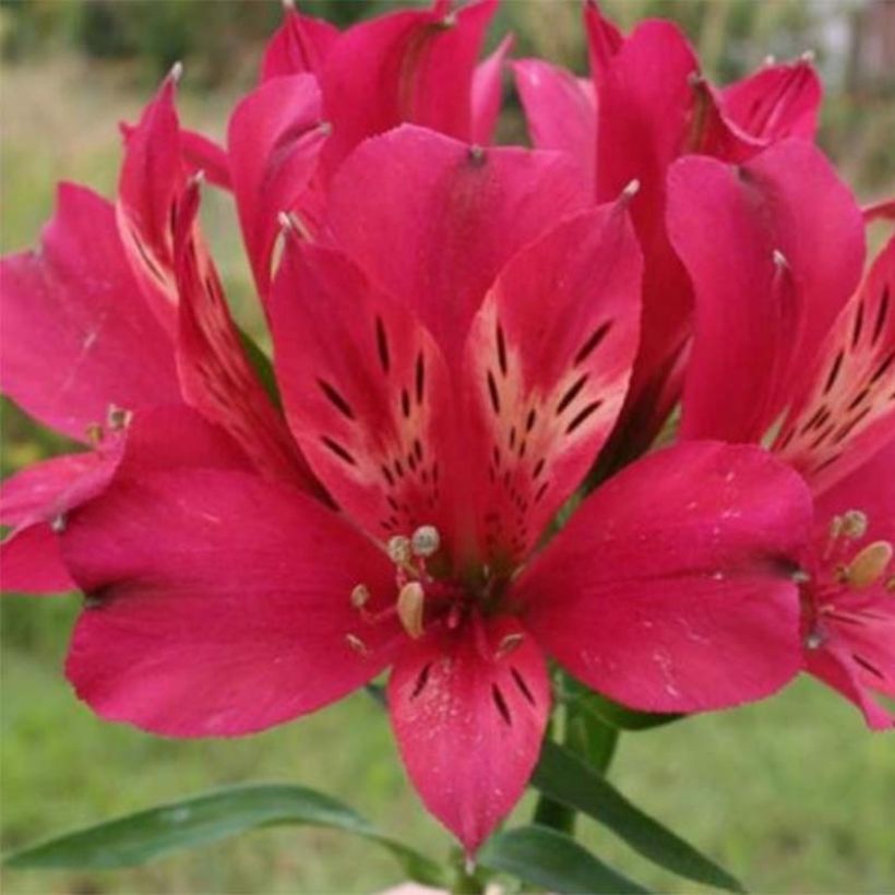 Alstroemeria Pitchounes Timoté - Inkalilie (Flowering)