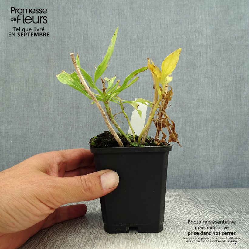 Example of Alstroemeria Pitchounes Timoté - Inkalilie Kleine Töpfe von 8/9 cm as you get in automne