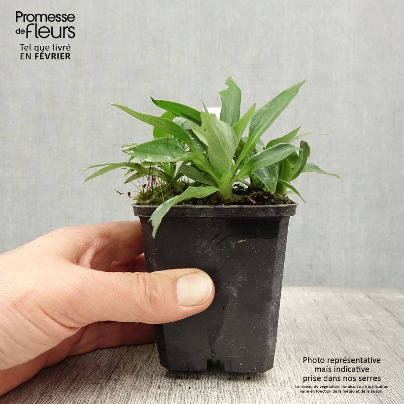 Exemplar von Alstroemeria Pitchounes Timoté - Inkalilie Kleine Töpfe von 8/9 cm wie im Winter geliefert