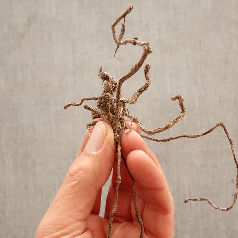 Exemplar von Alstroemeria aurea Lutea - Inkalilie Zwiebel Kaliber/Größe I wie im Frühjahr geliefert