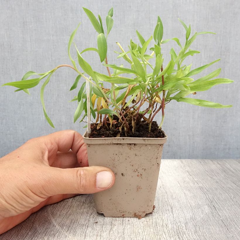 Example of Alstroemeria aurantiaca Orange King - Inkalilie Kleine Töpfe von 8/9 cm as you get in ete