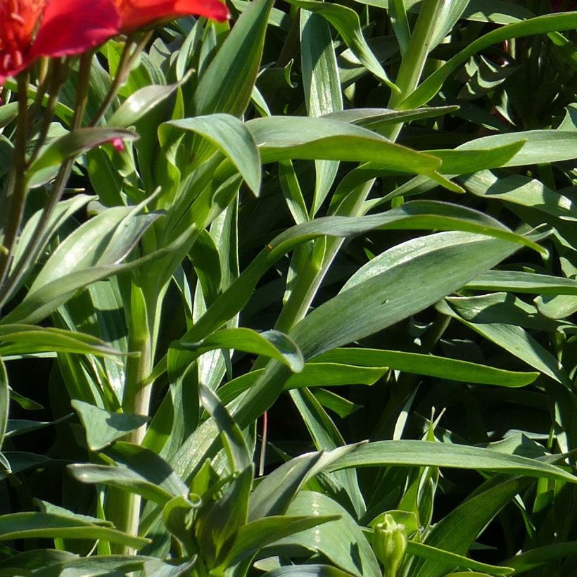 Alstroemeria Summer Paradise Summer Red - Inkalilie (Foliage)