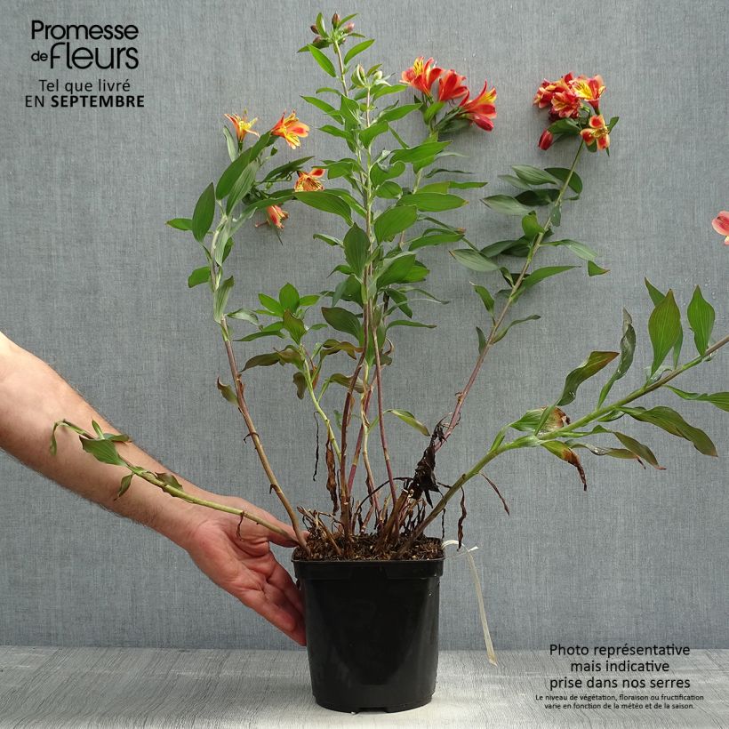 Example of Alstroemeria Indian Summer - Inkalilie Topf mit 2L/3L as you get in automne