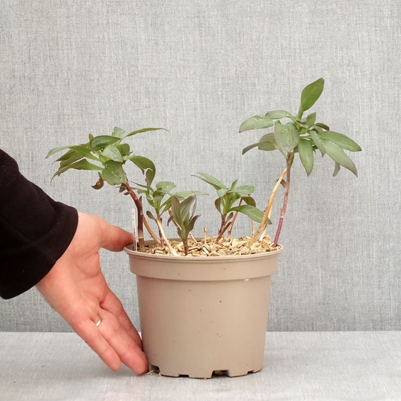 Exemplar von Alstroemeria Indian Summer - Inkalilie Topf mit 2L/3L wie im Winter geliefert