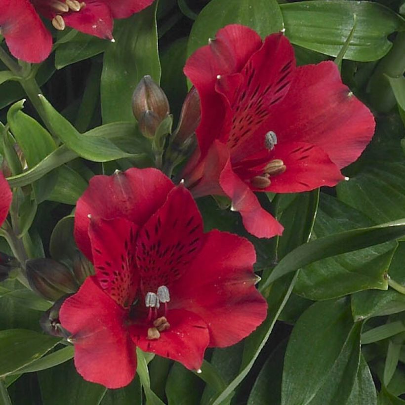 Alstroemeria Inticancha Red ou Valentino - Inkalilie (Flowering)
