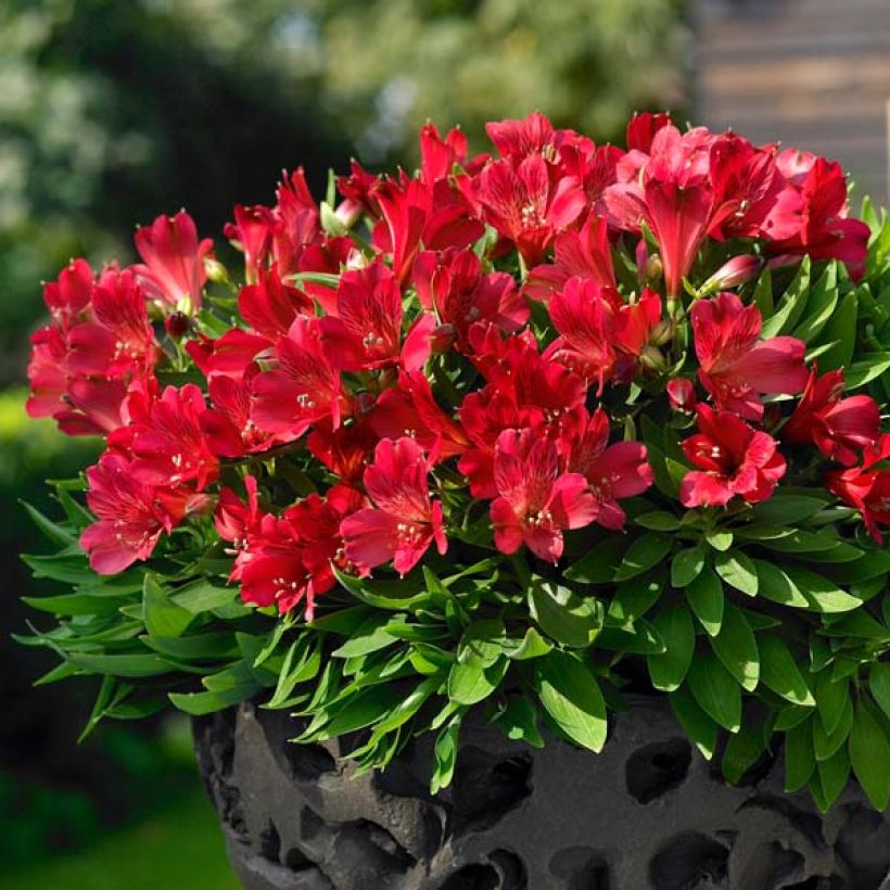 Alstroemeria Inticancha Red ou Valentino - Inkalilie (Plant habit)