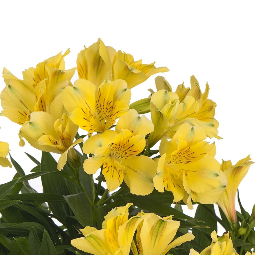Alstroemeria Inticancha Sun Havana - Inkalilie (Flowering)