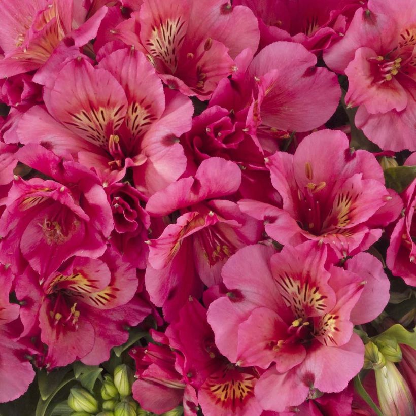 Alstroemeria Inticancha Sun Malaga - Inkalilie (Flowering)