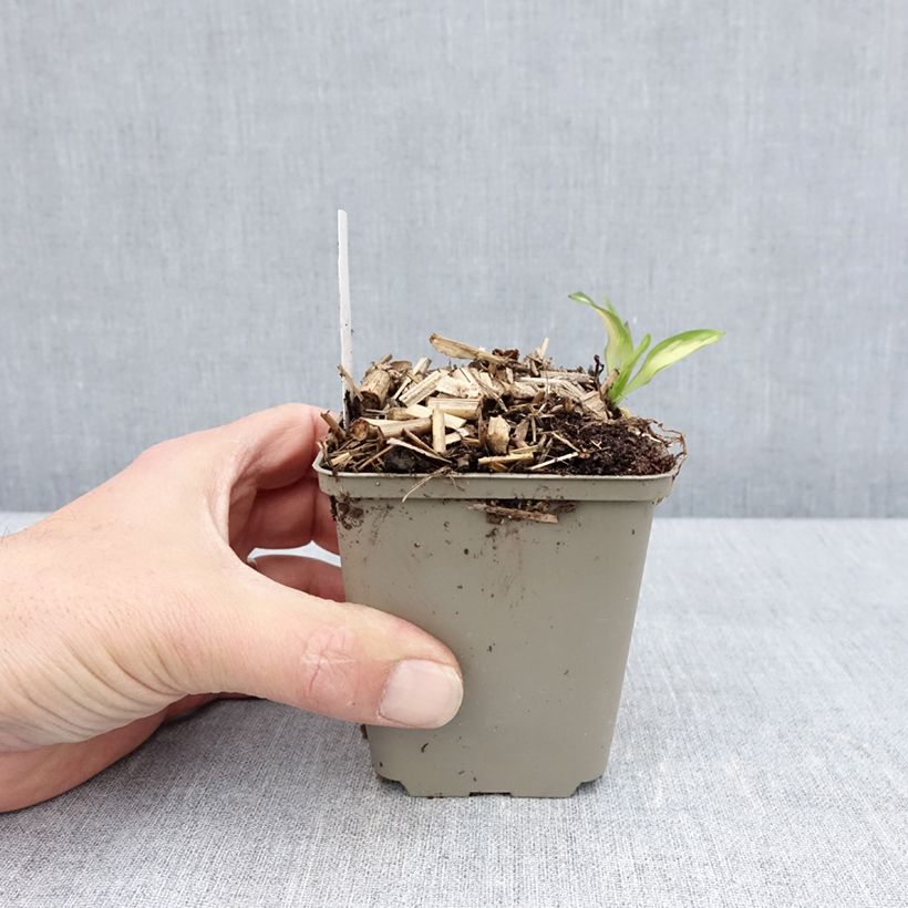 Exemplar von Alstroemeria Rock'n roll - Inkalilie Kleine Töpfe von 8/9 cm wie im Frühjahr geliefert