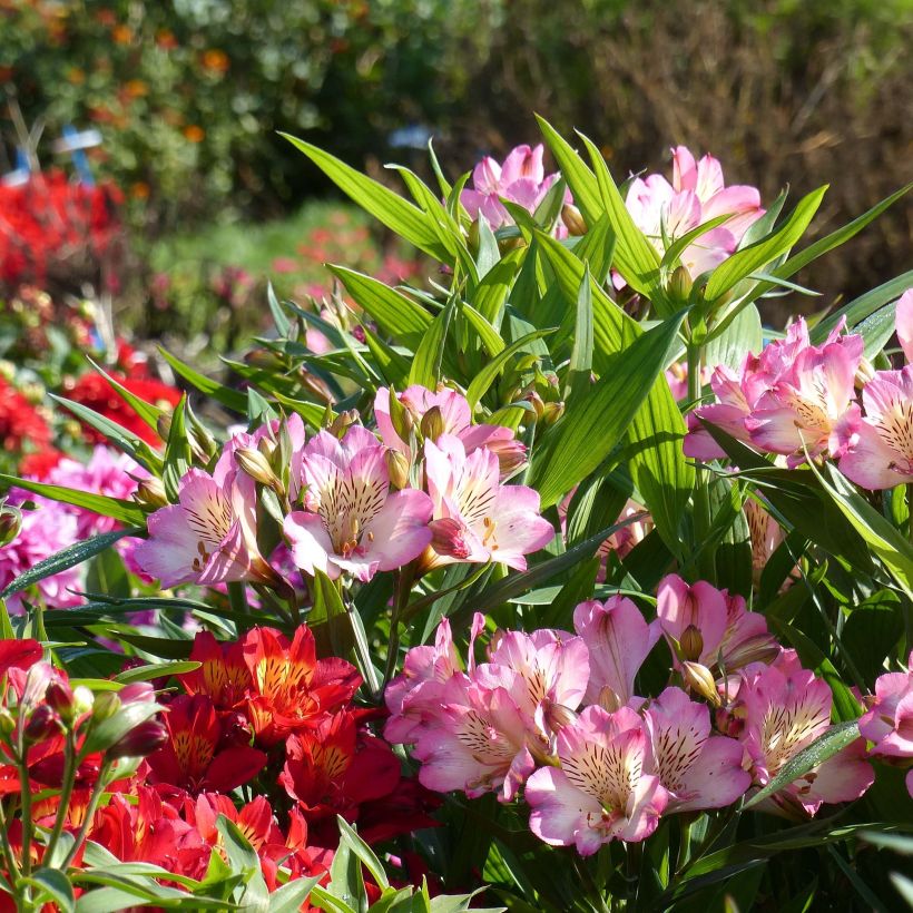 Alstroemeria Summer Paradise Summer Break - Inkalilie (Flowering)