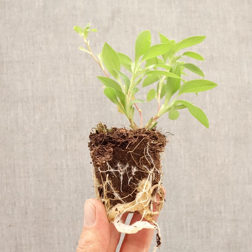 Exemplar von Alstroemeria Summer Rose - Inkalilie Wurzelballen 4 cm x 4,5 cm wie im Frühjahr geliefert
