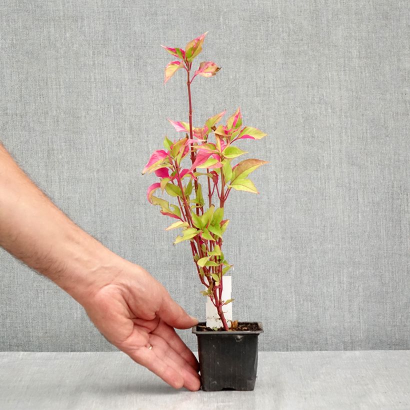 Exemplar von Alternanthera ficoidea Party Time - Papageienblatt Kleine Töpfe von 8/9 cm wie im Sommer geliefert