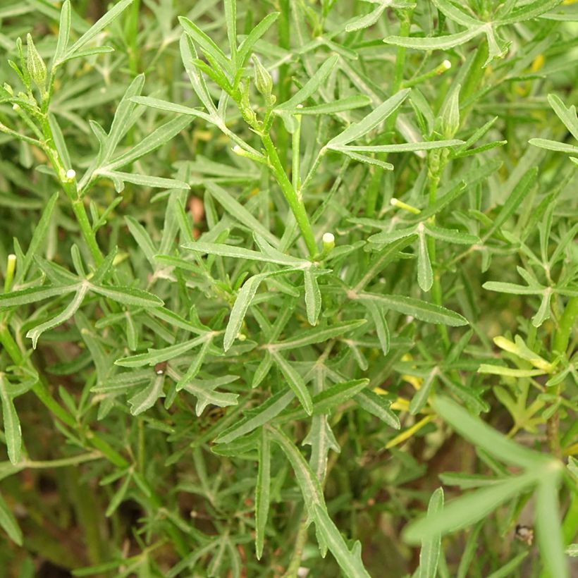 Alyogyne cuneiformis - Blauer Hibiskus (Foliage)