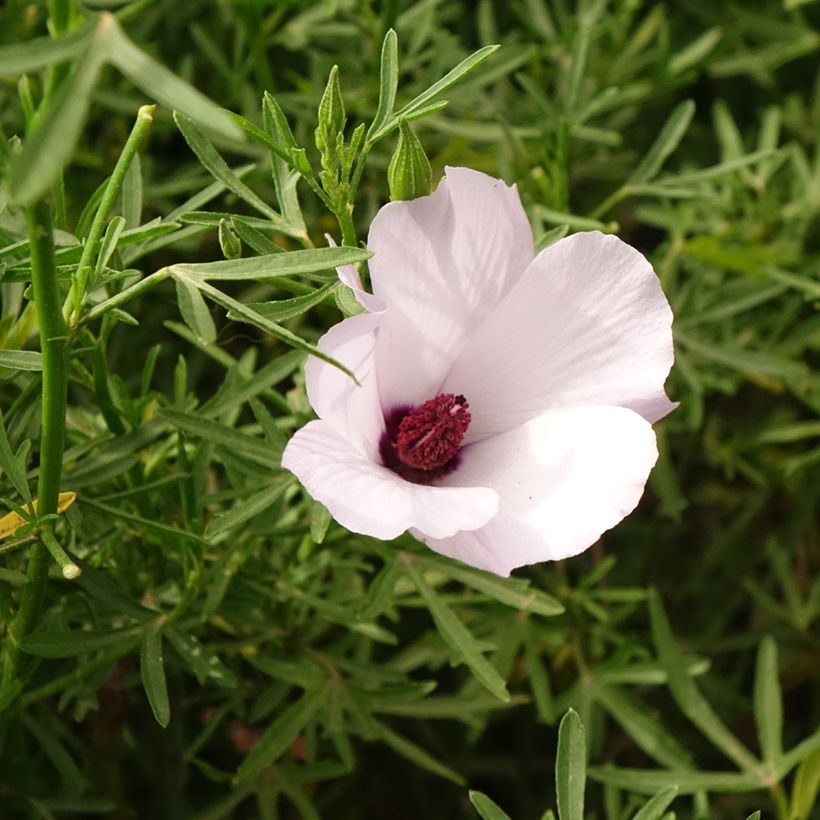 Alyogyne cuneiformis - Blauer Hibiskus (Flowering)