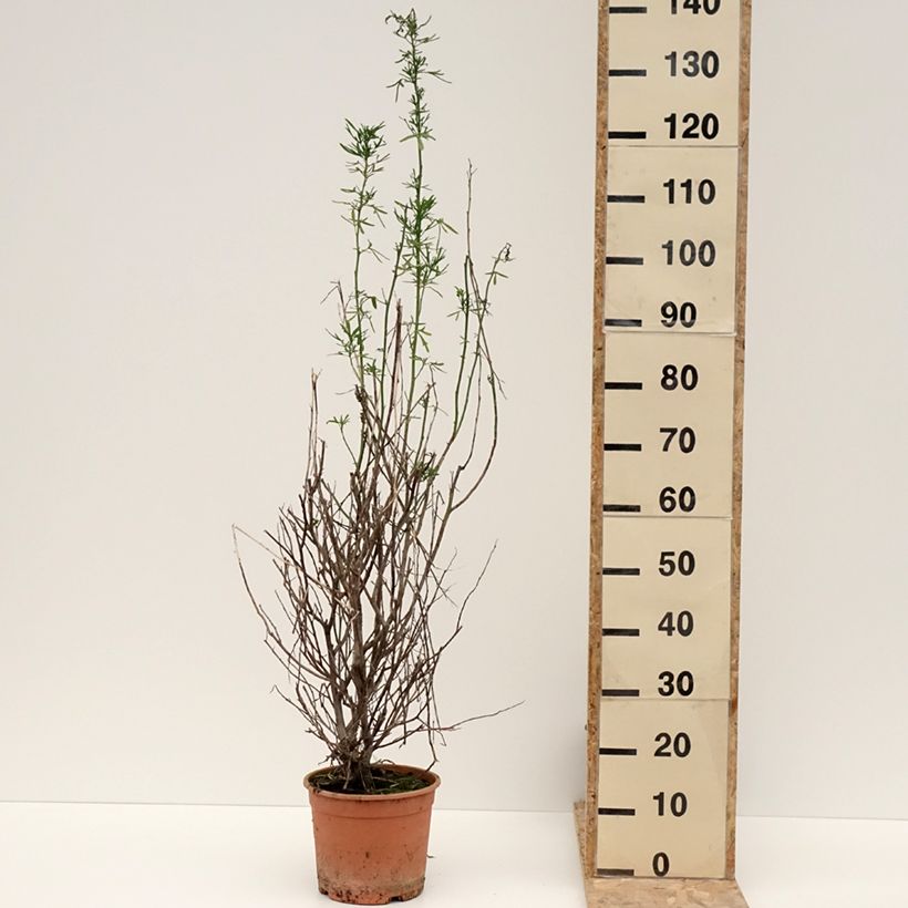 Exemplar von Alyogyne cuneiformis - Blauer Hibiskus Topf mit 3L/4L wie im Winter geliefert