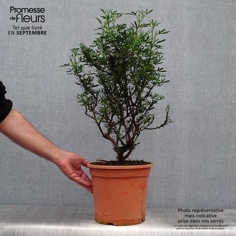 Example of Alyogyne Delightfully - Australischer Hibiskus Topf mit 4L/5L as you get in automne