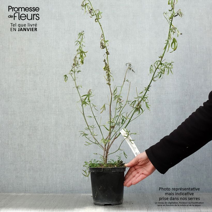 Exemplar von Alyogyne Delightfully - Australischer Hibiskus Topf mit 4L/5L wie im Winter geliefert