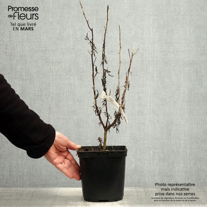 Exemplar von Alyogyne Delightfully - Australischer Hibiskus Topf mit 4L/5L wie im Frühjahr geliefert