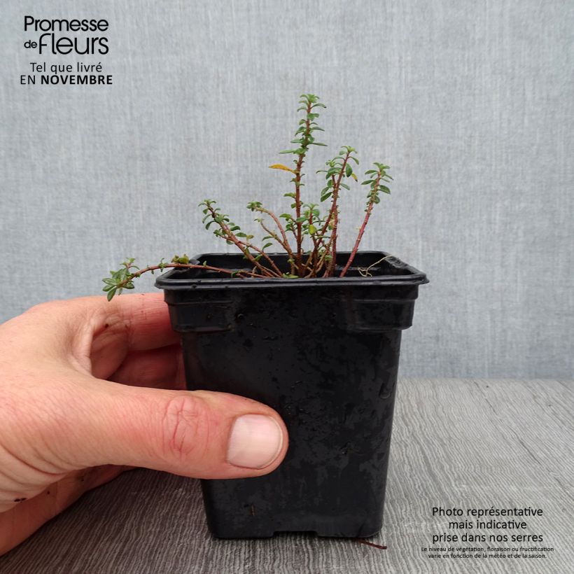 Example of Alyssum argenteum - Silber-Steinkresse Kleine Töpfe von 7/8 cm as you get in automne
