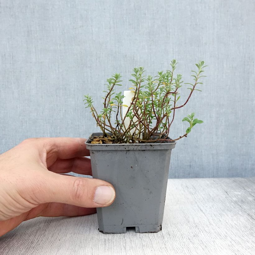 Example of Alyssum montanum Berggold - Berg-Steinkresse Kleine Töpfe von 8/9 cm as you get in automne