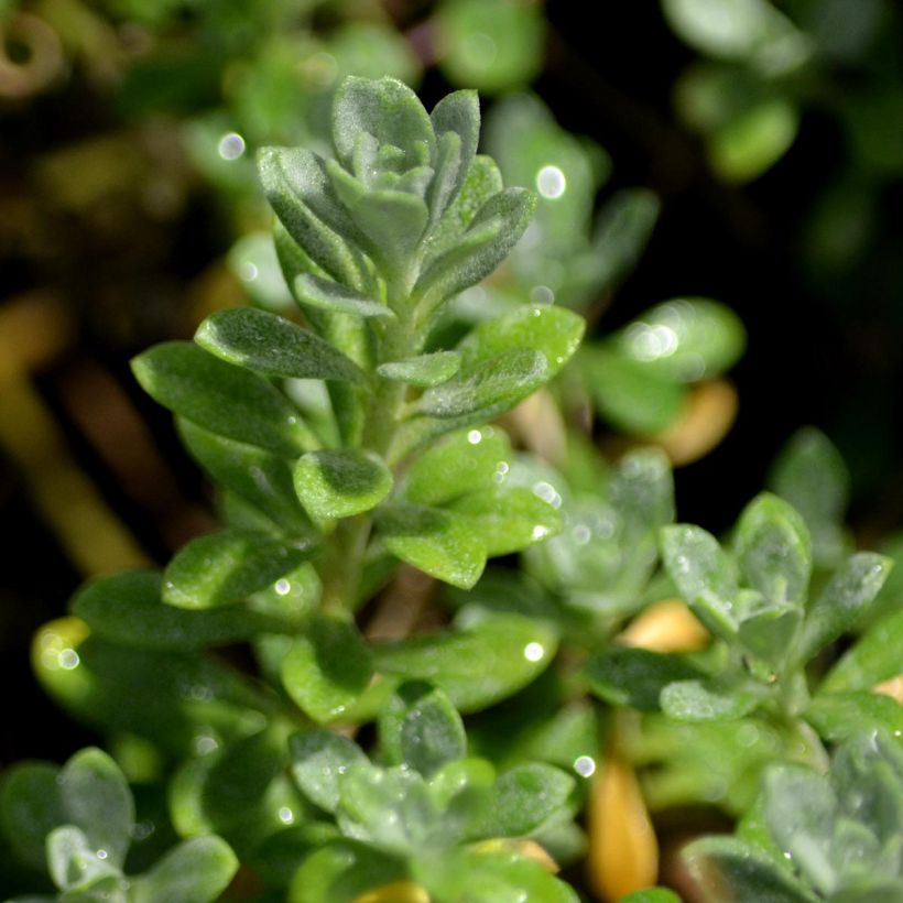 Alyssum montanum Berggold - Berg-Steinkresse (Foliage)