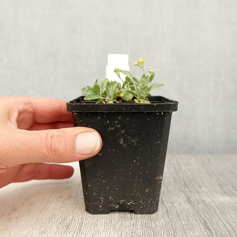 Exemplar von Alyssum saxatilis Compactum - Felsen-Steinkresse Kleine Töpfe von 8/9 cm wie im Frühjahr geliefert